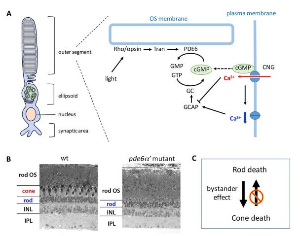 image of figure4