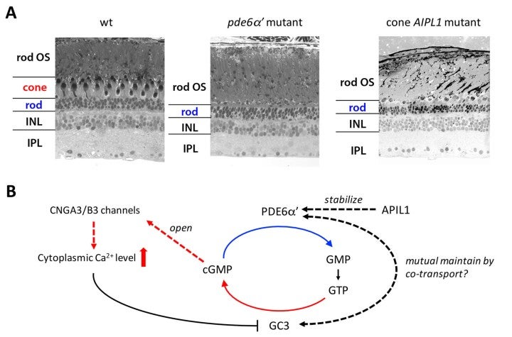 image of figure5