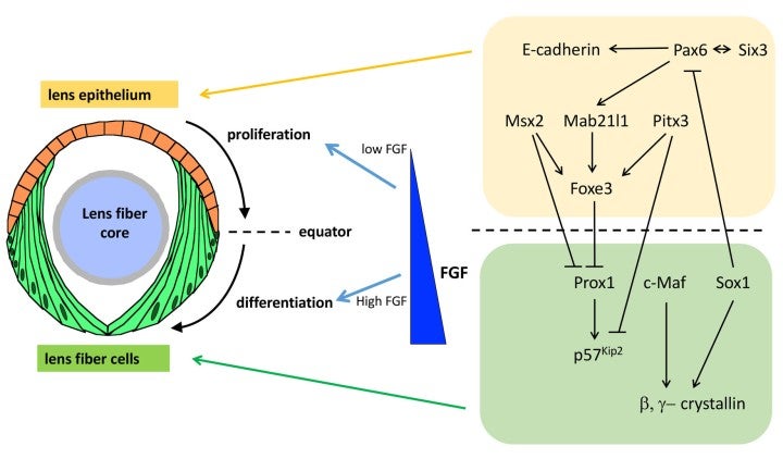 image of figure6