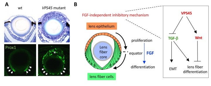 image of figure7