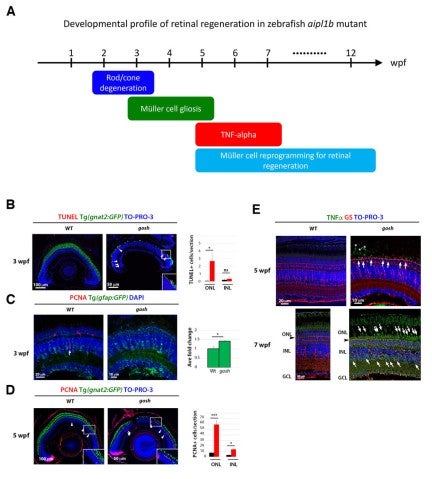 image of figure5