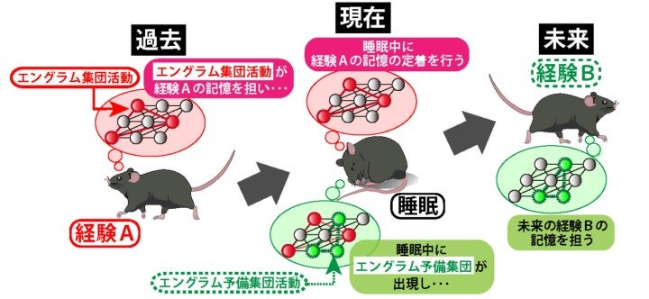エングラム予備軍 解説