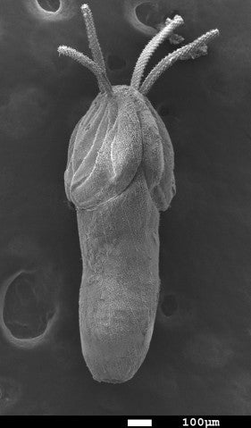 新種の条虫類Nybelinia enterika の走査電子顕微鏡（SEM:Scanning Electron Microscope）写真。ずんぐりとした体と4本の鉤状の触手が見える。 研究チームはこの新種の和名を「イカチュウチュウ」と提案している。
