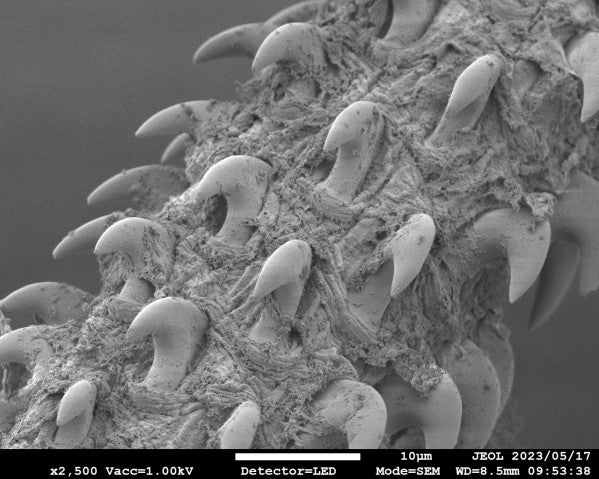 SEM photo showing barbed hooks on a fleshy tentacle.