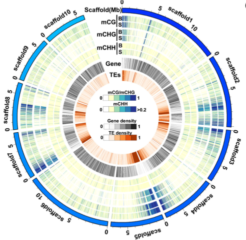 stg_Matin_research bruguiera genome