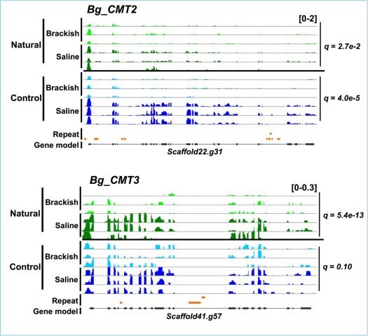 stg_Matin_research genome browser