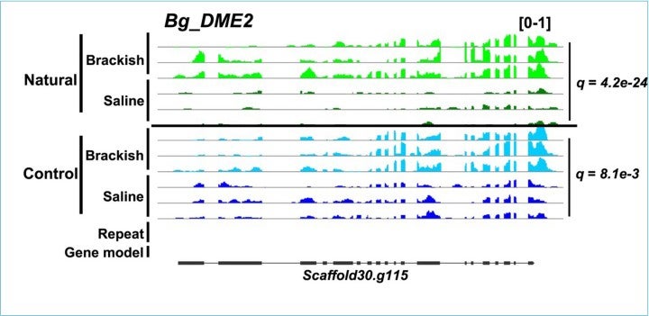 stg_Matin_research genome browser DME2