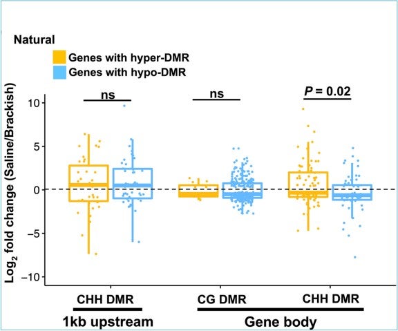stg_Matin_research DMR-DEG box plot