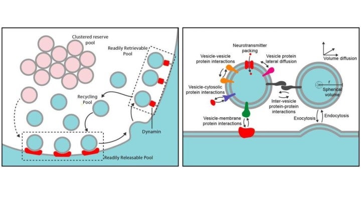 Left, a labelled diagram of the vesicle cycle. The clustered reserve pool in the top left is shown as pink circles, with one circle moving to join the recycling pool, blue.  On the right, two vesicles above a membrane, with model surface interactions labeled, including neurotransmitter packing, vesicle-vesicle protein interactions, vesicle-cytosolic protein interactions, vesicle-membrane protein interactions, vesicle protein lateral diffusion, inter-vesicle protein-protein interactions. 