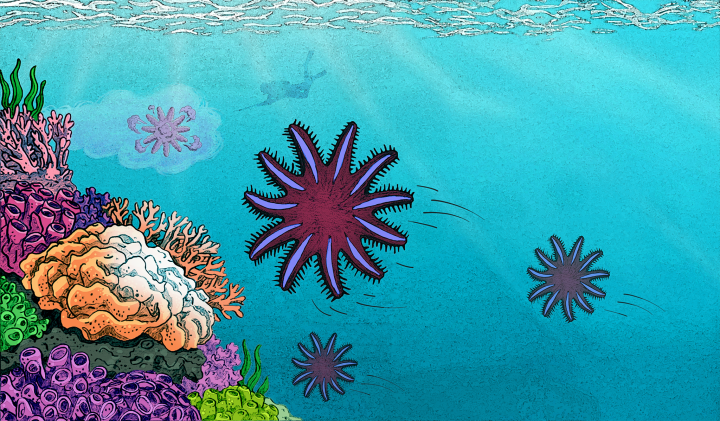 Graphic illustration of the research story, showing a stylized crown-of-thorns starfish in a coral reef under attack getting baited with a cloud of nice-smelling pheromones to an awaiting diver with an injection rod. 