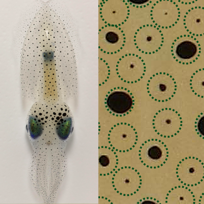Left, a photograph of a squid on a white background, viewed from above. The squid’s body is transparent, and it is covered in small dark dots, the chromatophores. On the right of the image, there is a zoomed in photo of the chromatophores, overlaid with green circles around each individual chromatophore. 