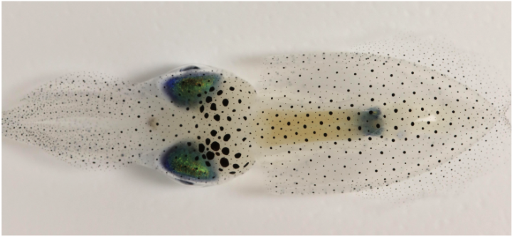 Oval squid viewed from above on a white background