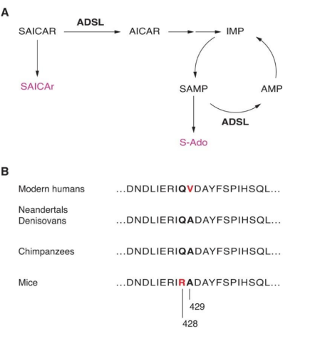 A schematic diagram showing where ADSL catalyzes reactions in purine biosynthesis, as well as differences in the amino acid sequence among different species.