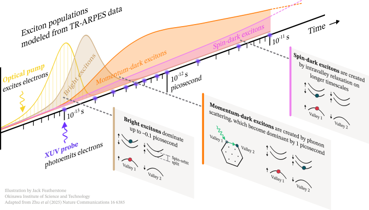 A 3D timeline, showing the increase and decrease of various types of excitons over a picosecond timescale. Inserts explain how the electron state changes to create different exciton types.