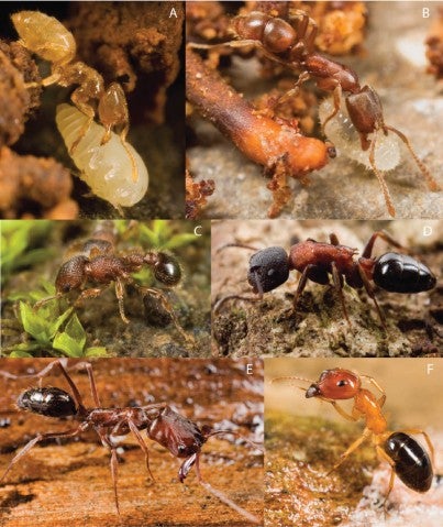 Compilation of close-up photos of ants in Fiji.