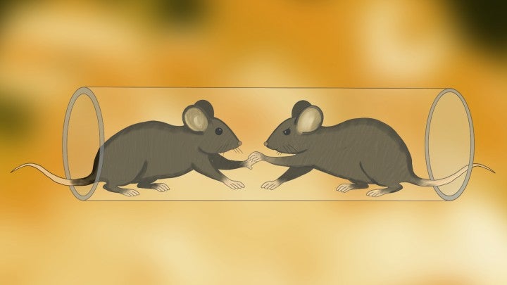 Two mice compete in a tube, in front of a blurry yellow background.