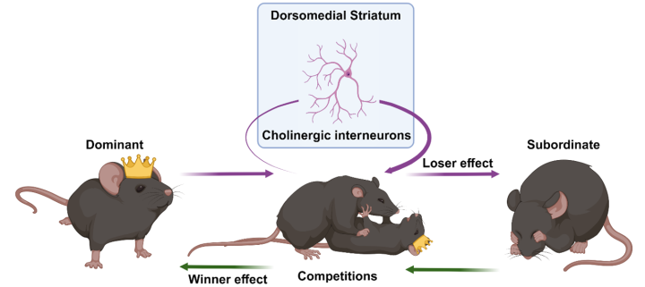 A three-step panel. On the left, a mouse in a crown is labelled dominant. In the middle, this mouse is wrestled by another mouse, and above, a neuron is depicted, highlighting the involvement of the cholinergic interneurons. On the right, the mouse is now subordinate, and covers its face.