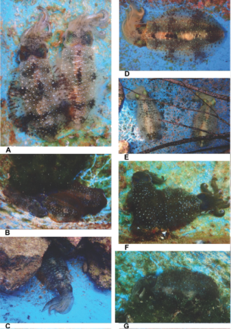 A collection of photographs showing the wide range of different colorations and camouflaging behaviors by single and groups of oval squid in a research tank.