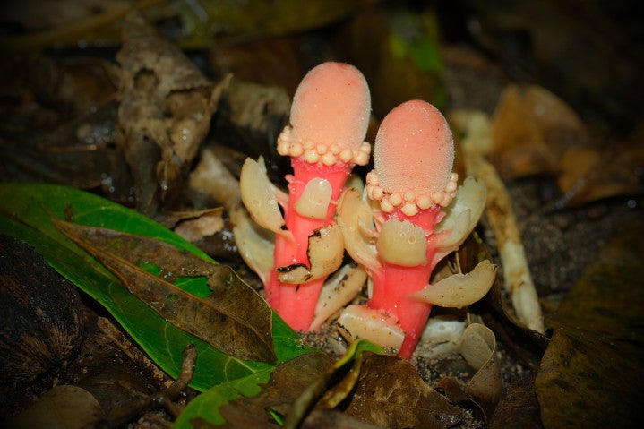 A macro photograph of a pair of bright-red, mushroom-looking Balanophora flowering plants in the moist undergrowth, surrounded by dead and green leaves.