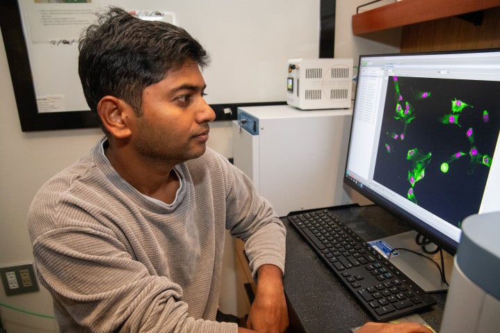 Image of researcher using a confocal microscope, examining cells shown in fluorescent green, with pink nuclei.