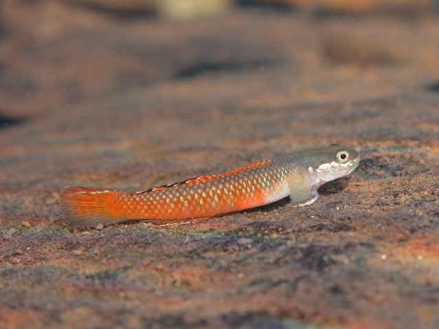 Photograph of a silver and bright orange fish sitting on a rock.