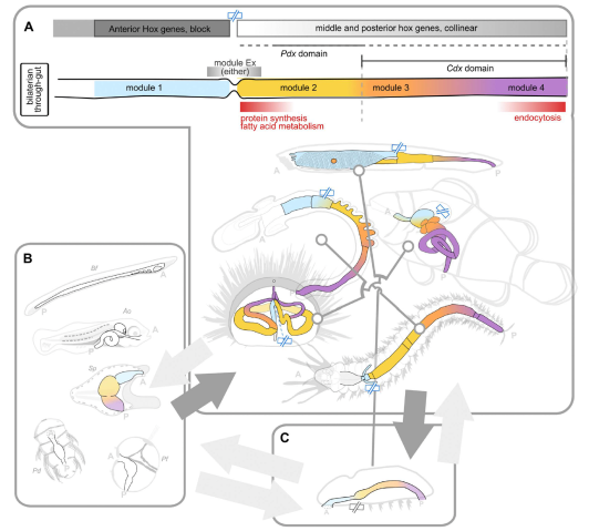 MEEDU_blueprint of adult bilaterian gut