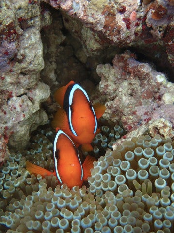Two bright orange fish with a thick white vertical stripe behind their eyes are pictured peeking out of a bubble-tip sea anemone and multicolored corals.