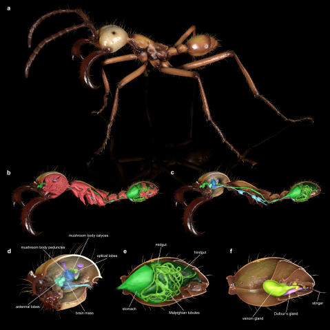3D renderings of an ant soldier in realistic colors. Cross-sectional slices are shown. One shows the internal structures of the ant, with the space predominantly occupied by red muscles. Another shows the same view with muscles removed, highlighting the digestive tract and nervous system. Zoomed-in renderings of the ant brain, gut, and sting apparatus are also shown and labelled.