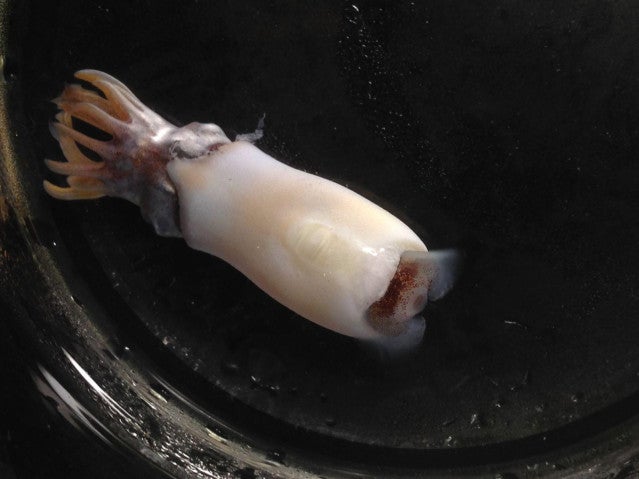 ram’s horn squid (Spirula spirula)