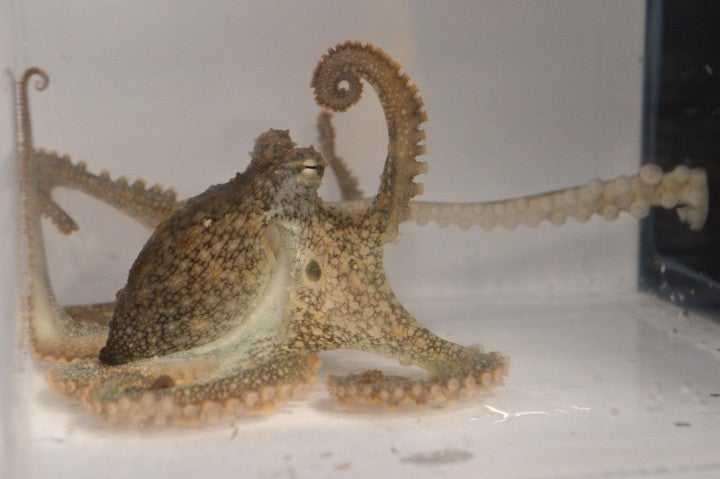 In a tank set up in a laboratory, a male octopus’s arm reaches through a hole in a black barrier to mate with a receptive female octopus.