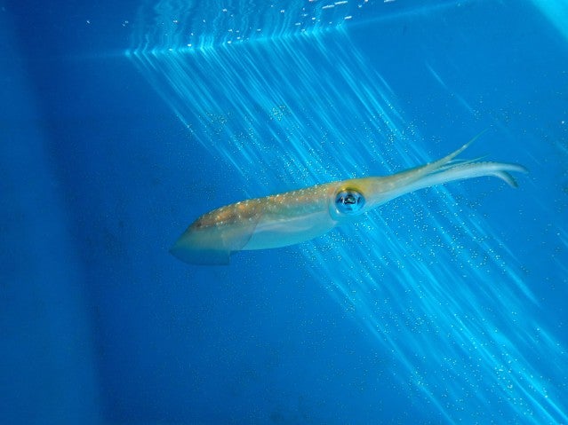 Photo of an oval squid in an ocean-blue tank, swimming perpendicular to the viewer.