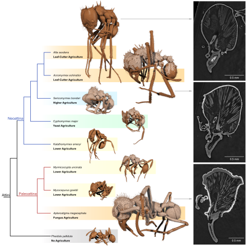 A figure showing the branches of attine ants. The species at the end of each branch have been 3D-visualized, with shades of brown indicating the degree to which their exoskeletons are armored with biominerals. On the right are a few tomograms (micro-CT slices) of the heads of some of the ants, which reveals the biomineral armor as stark, white outlines of their exoskeletons. 
