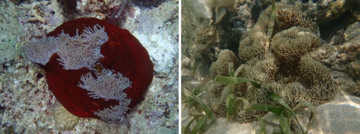 2種のイソギンチャクであるセンジュイソギンチャク（Heteractis magnifica）とハタゴイソギンチャク（Stichodactyla  gigantea） | 沖縄科学技術大学院大学（OIST）