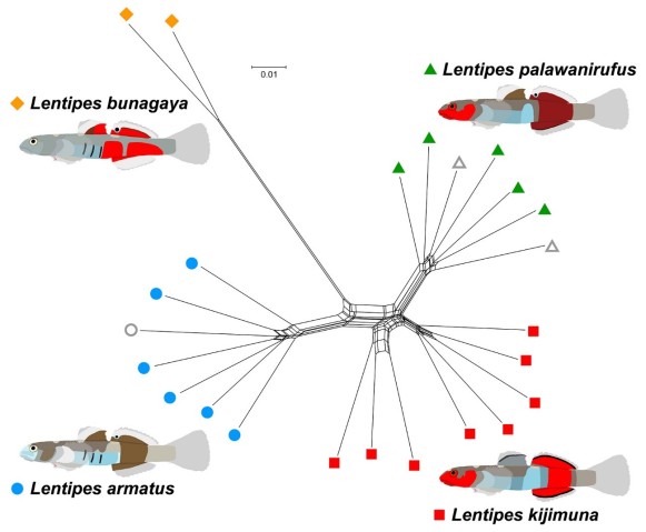 ヨロイボウズハゼ属４種の系統樹 | 沖縄科学技術大学院大学（OIST）