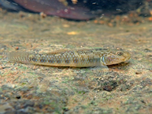 Freshwater goby hot sale care