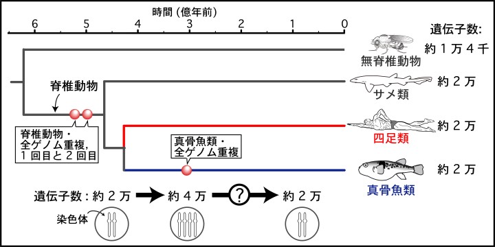 主要な脊椎動物の進化パターンと遺伝子数。 | 沖縄科学技術大学院大学