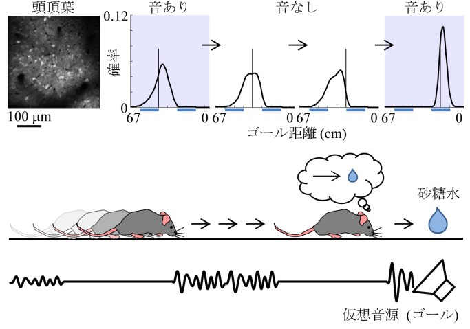 Probabilistic neural decoding allows for the estimation of the goal distance from neuronal activity imaged from the parietal cortex. Neurons could predict the goal distance even during sound omissions. The prediction became more accurate when sound was given. These results suggest that the parietal cortex predicts the goal distance from movement and updates the prediction with sensory inputs, in the same way as dynamic Bayesian inference.