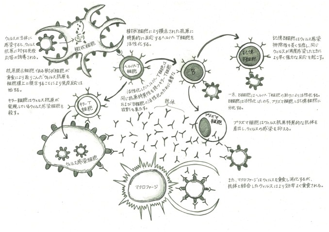 The World of Immune Cells