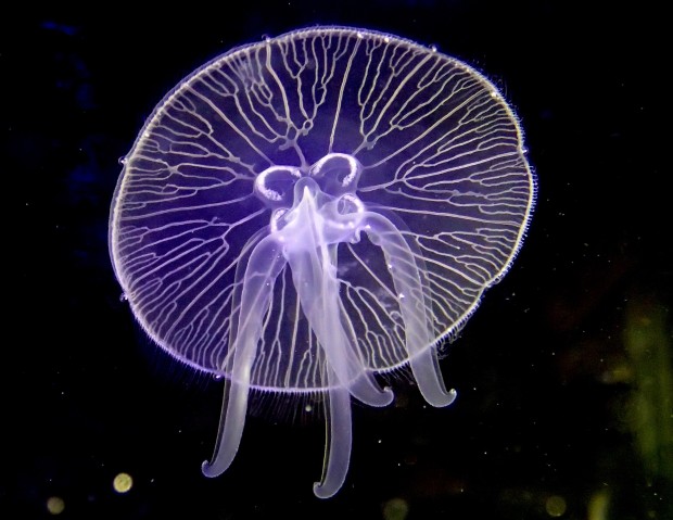 Moon Jelly (Aurelia aurita) | Okinawa Institute of Science and