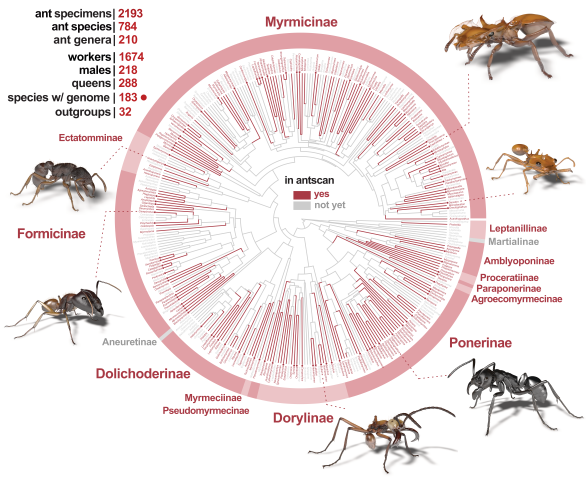 A figure with a circular tree of life, showing all currently described ant genera. Each line is colored according to their presence in the dataset, with the majority colored red to indicate presence.