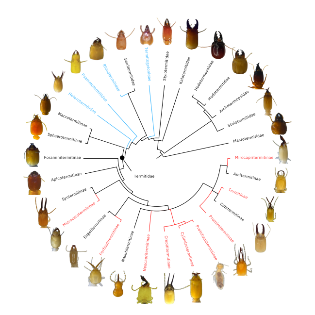 Genomic data provide insights into the classification of extant termites