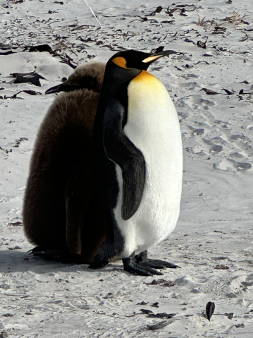 A juvenile penguin and parent