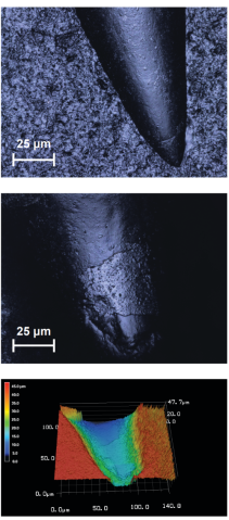 Polypterus tooth