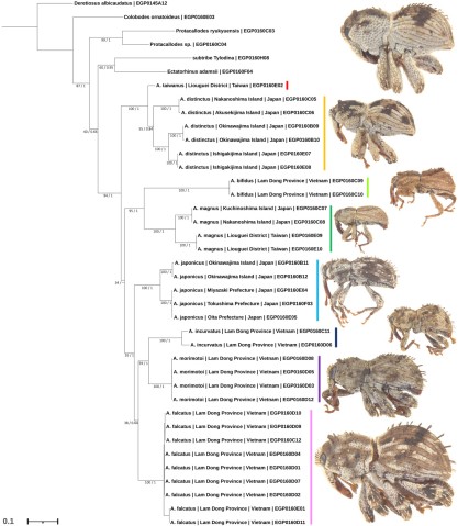 Aphanerostethus 属8種の系統樹 