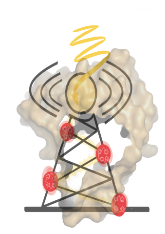 antenna protein enegy harvesting