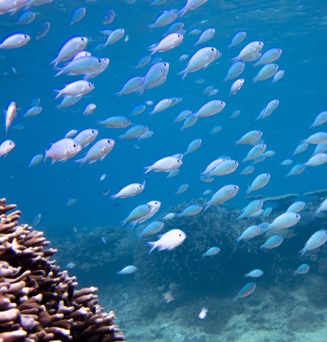 A photo of a school of damselfish in the blue ocean, with a coral colony in the foreground.