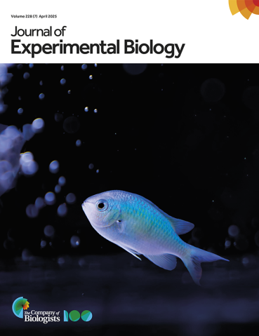 A photo of a lone, iridescent damselfish against a black background, on the front cover of the issue of the Journal of Experimental Biology in which the study appears.