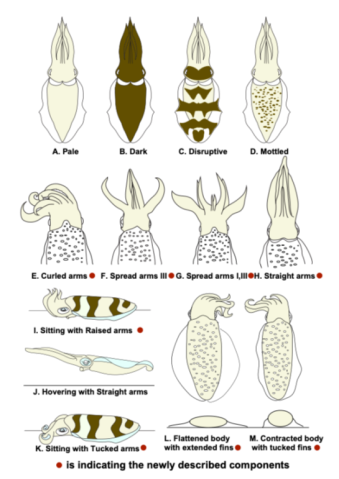 A schematic overview of the different camouflage elements, with drawn depictions of squid in different color configurations and postures.