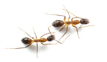 Ants performing an amputation