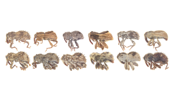 12 new weevil species header image 20241030